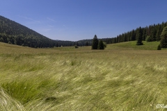 Vercors-La-plaine-dHerbouilly-et-le-Pas-de-la-Sambue-33