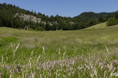 Vercors-La-plaine-dHerbouilly-et-le-Pas-de-la-Sambue-45