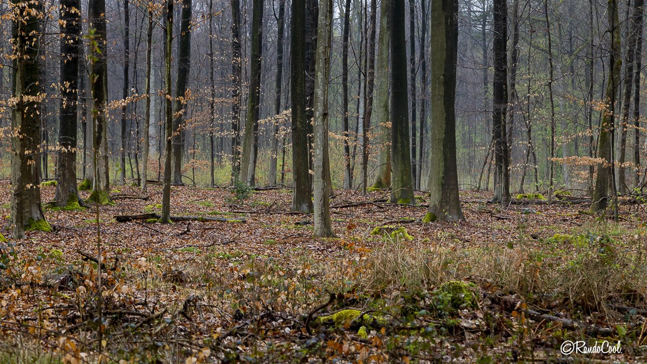 Forêt De Meerdael-16
