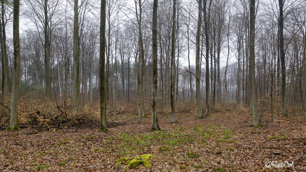 Forêt De Meerdael-23