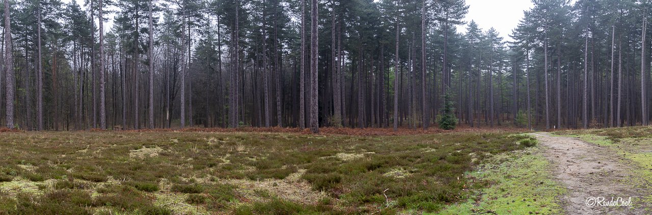 Forêt De Meerdael-25