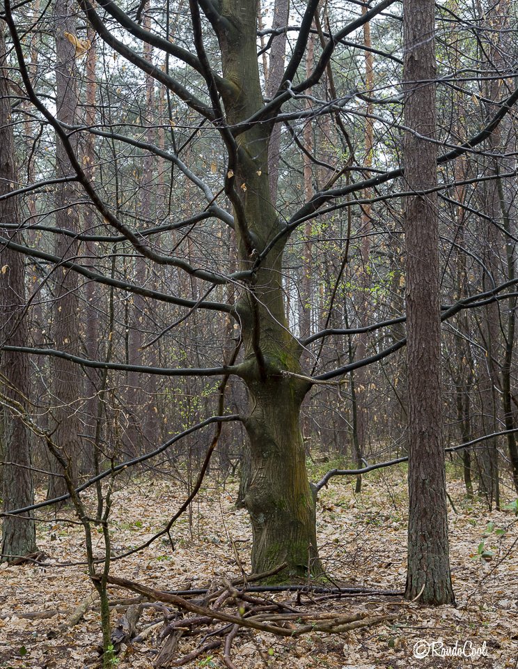 Forêt De Meerdael-5