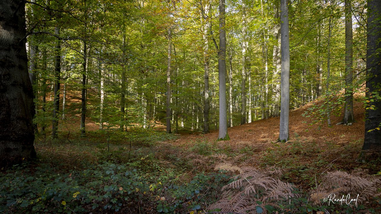 Forêt De Soignes -7